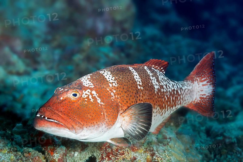 Saddleback trout perch (Plectropomus laevis), grouper, Great Barrier Reef, Unesco World Heritage Site, Coral Sea, Coral Sea, Pacific Ocean, Cairns, Queensland, Australia, Oceania
