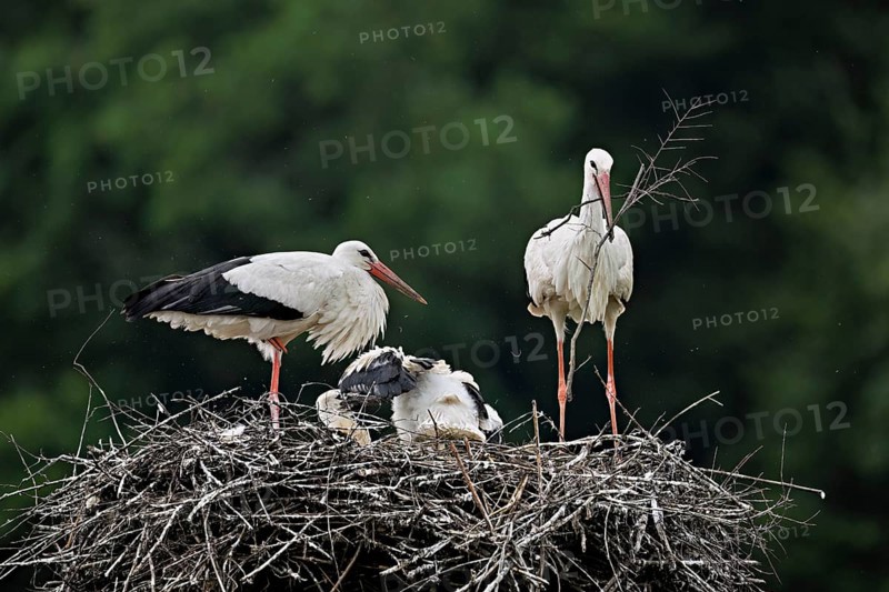 White stork (Ciconia ciconia), pair with nesting material in beak with two chicks standing on eyrie, Canton Aargau, Switzerland, Europe