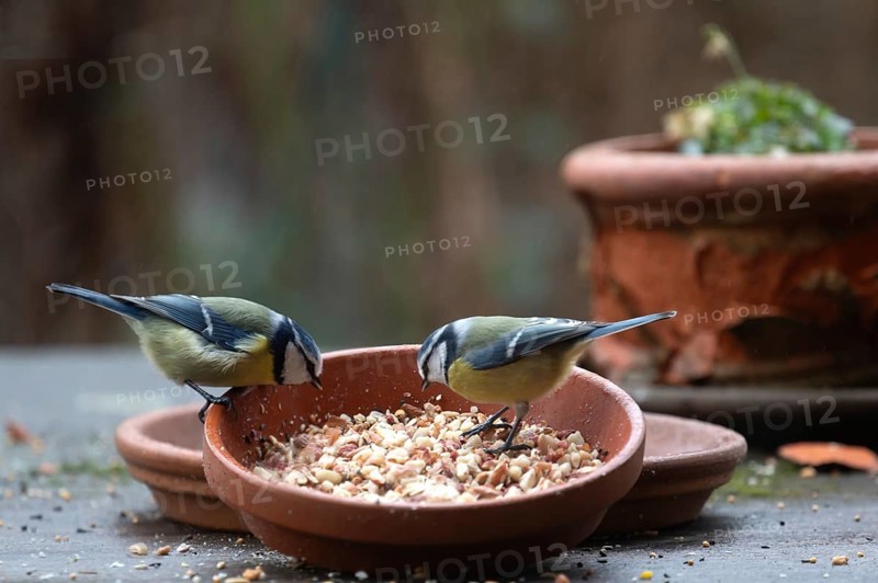 Blue tits (Cyanistes caeruleus) fetch food from a flower bowl, Bavaria, Germany, Europe