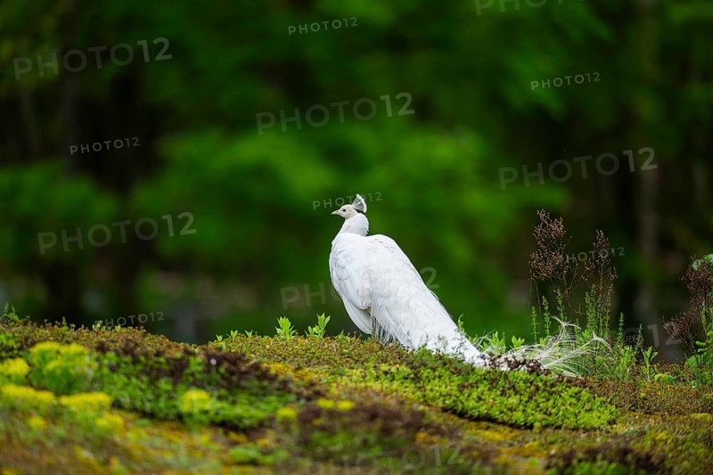 Indian peafowl (Pavo cristatus) on a meadow, portrait, Germany, Europe