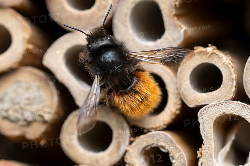 Horned mason bee (Osmia cornuta), at its nesting tube, insect hotel, Oberhausen, Ruhr area, North Rhine-Westphalia, Germany, Europe