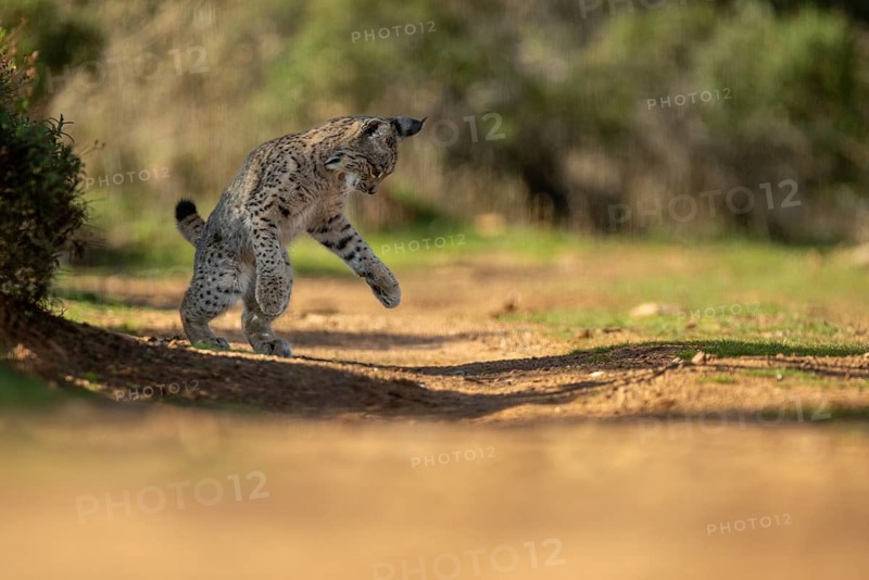 Lynx pardinus, young male, jumping, La Mancha, Spain, Europe