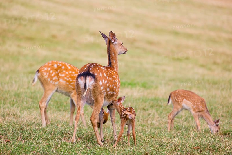 A Dybowski calf (Cervus nippon hortulorum) stands close to its mother in a green meadow