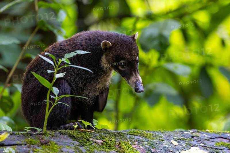 Coati (Nasua narica) sitting on a tree trunk, Mammals (Mammalia), Alajuela, Costa Rica, Central America