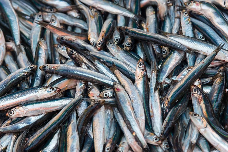 Large quantity of silver fish, lying close together, fresh and shiny, sprats, market, Nafplio, Nauplia, Nauplion, Nafplion, Argolis, Peloponnese, Greece, Europe