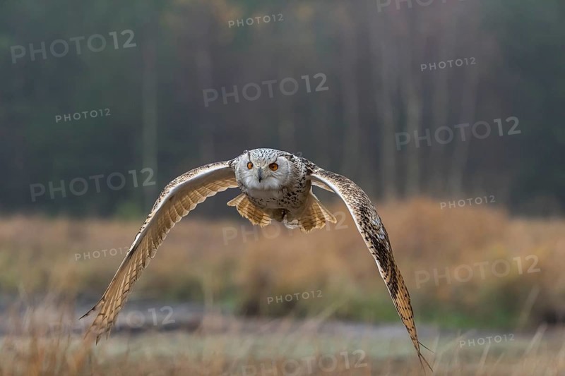 One Siberian Eagle Owl (Bubo bubo sibiricus) flying over tall reed grass lakeshore on an autumnal misty cold morning