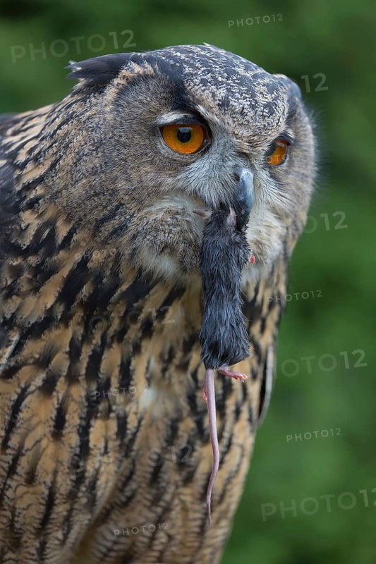 Portrait of an Eurasian Eagle Owl, Bubo bubo. Swallowing a dark grey mouse. Green vegetation in the background