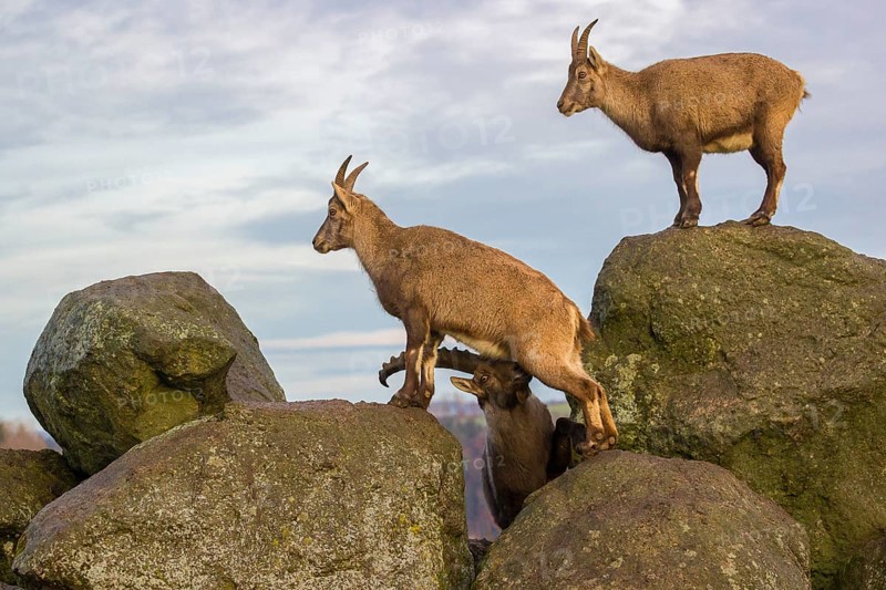 Two ibex (Capra ibex), a male and a female, stand on a rock. The male shows some flehming and sniffs on the female