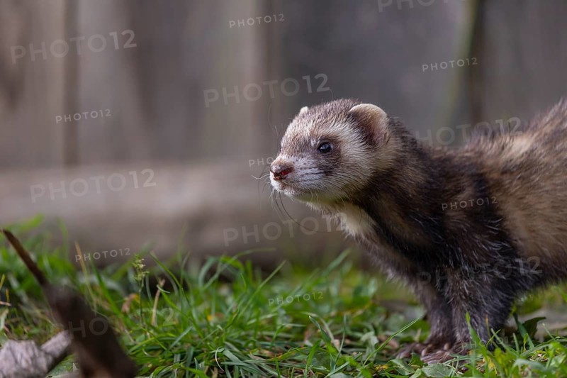One male ferret (Mustela putorius furo) walking on grass along a wooden fence