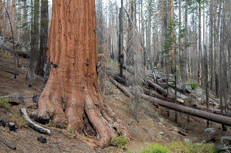 Yosemite National Park, California - The Mariposa Grove of Giant Sequoias (Sequoiadendron giganteum). This giant sequoia survived whent the Washburn Fire swept through the area in 2022
