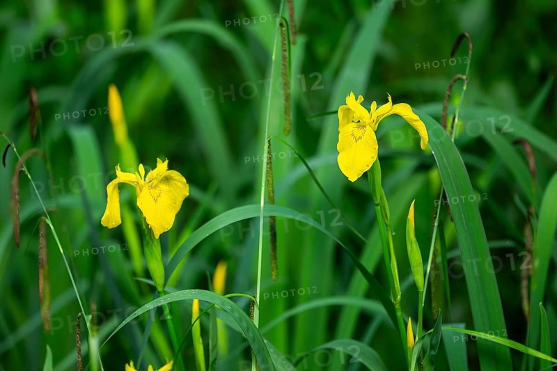Yellow flag (Iris pseudacorus), yellow iris, or water flag blooming beside a little lake, Bavaria, Germany, Europe