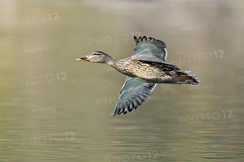 Mallard (Anas platyrhynchos), female in flight, Flachsee, nature reserve, Reusstal, Canton Aargau, Switzerland, Europe