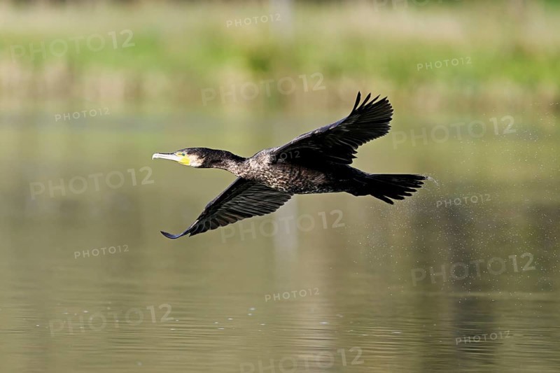 Cormorant (Phalacrocorax carbo), in flight, shallow lake, nature reserve, Reuss valley, Canton Aargau, Switzerland, Europe
