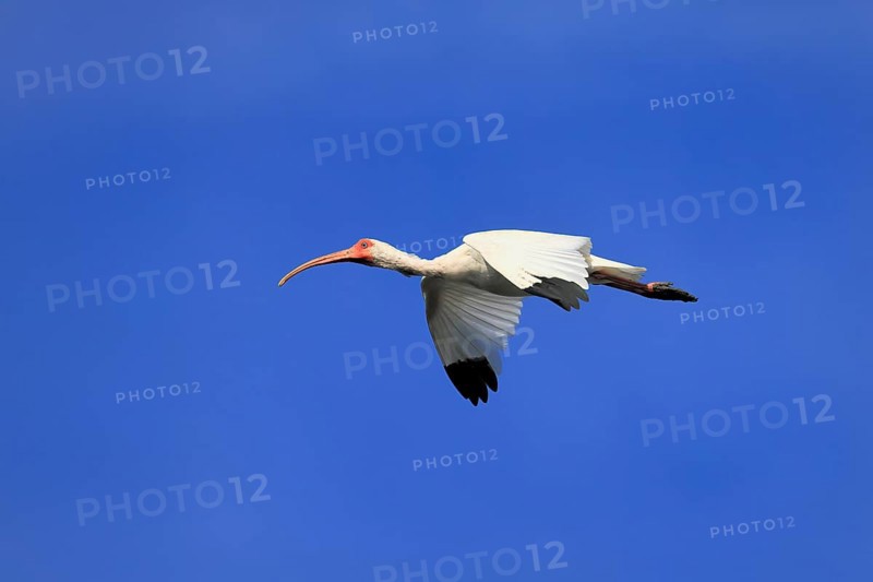 Snowy Ibis, (Eudocimus albus), adult, flying, St. Augustine, Florida, USA, North America