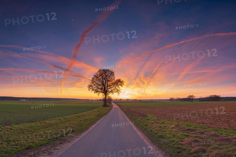 View along a road to a solitary tree in an agricultural environment with blue sky streaked with vapour trails at sunset, Schneeren, Neustadt am Rübenberge, Hanover Region, Lower Saxony, Germany, Europe