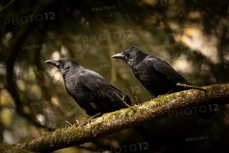 Raven crows (Corvus corone), two, sitting next to each other on a thick mossy branch, both looking curiously to the left, in the background incidence of light through sun and blurred fir branches, Dortmund, North Rhine-Westphalia, Germany, Europe