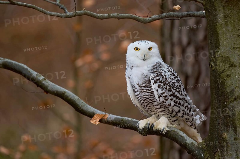 Snowy owl on branch (Bubo scandiacus) captive, Czech Republic, Europe
