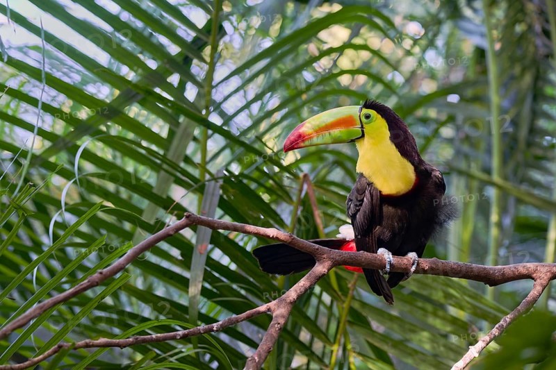 Fishing toucan (Ramphastos sulfuratus) Costa Rica