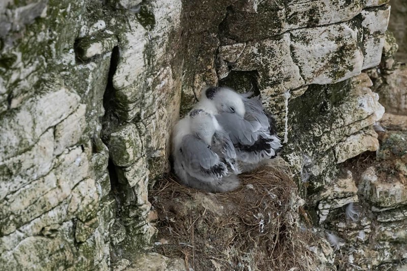 Black-legged kittiwake (Rissa tridactyla) two juvenile baby birds on a nest on a cliff ledge, England, United Kingdom, Europe