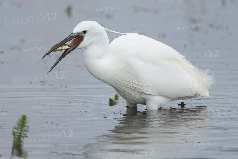 Little egret (Egretta garzetta) adult bird eating a Stickleback fish in a shallow lagoon, Suffolk, England, United Kingdom, Europe