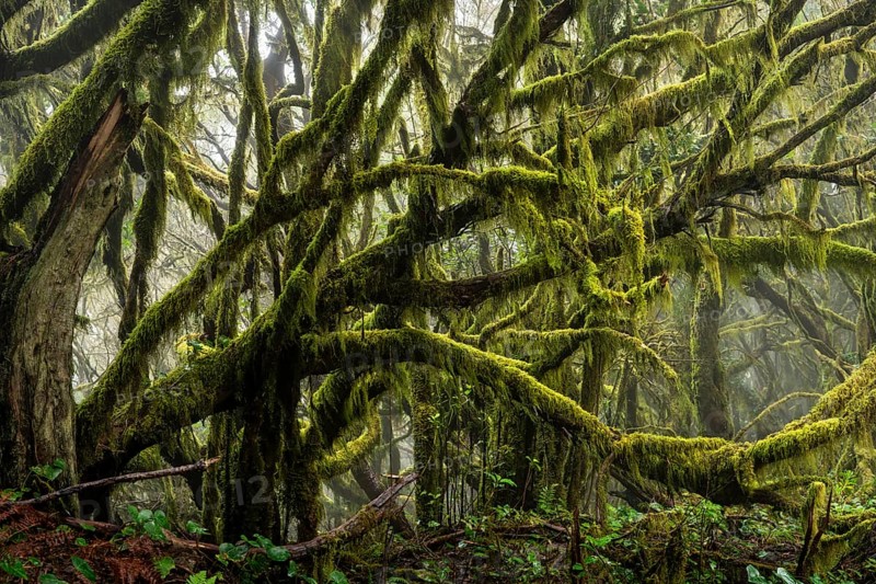 Laurel trees with mosses and lichens. Garajonay National Park, La Gomera, Canary Islands, Spain, Europe
