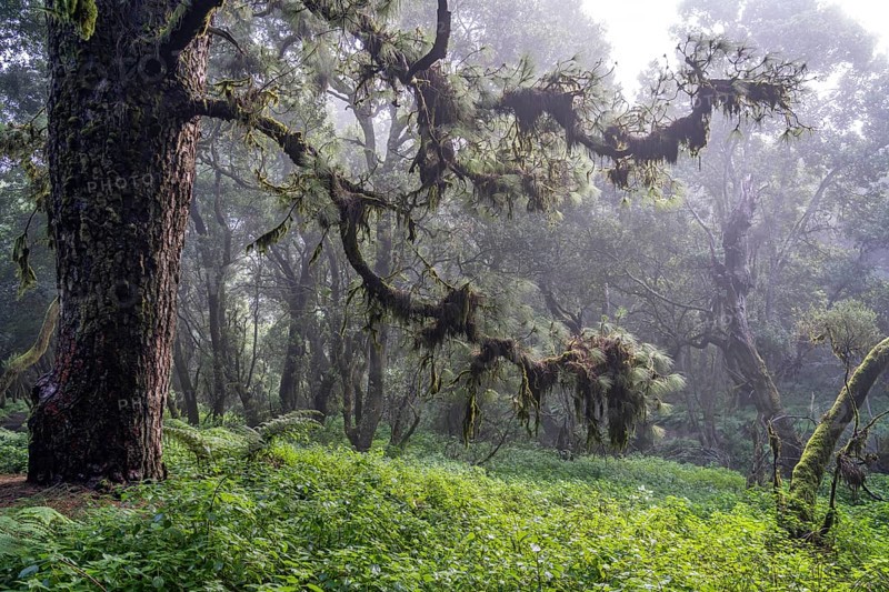 Laurel forest in the fog near La Llanía on El Hierro, Canary Islands, Spain, Europe