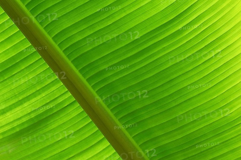 Close-up of a banana leaf with fine lines and distinctive texture