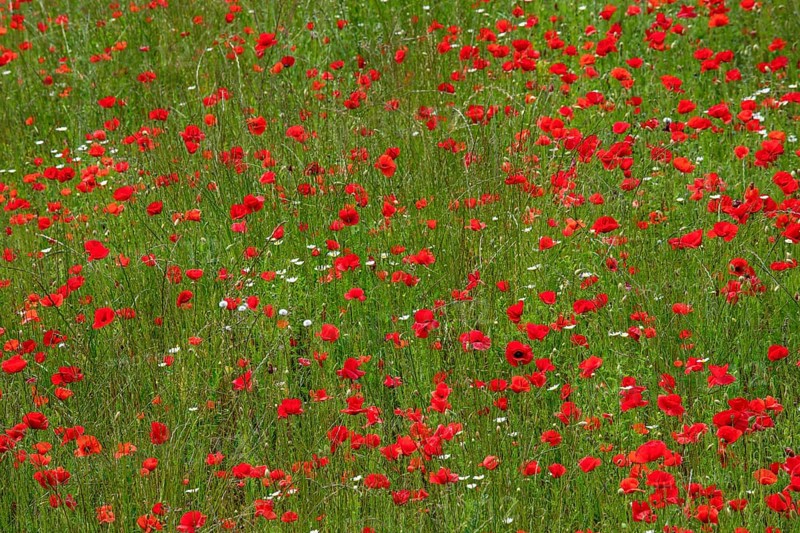 Poppy field near Rovinj, Istria, Croatia, Europe