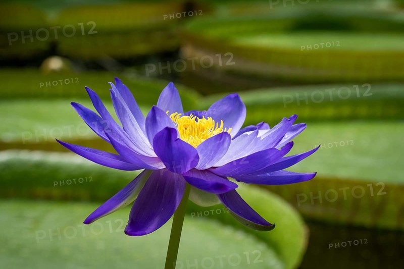 Water lily (Nymphea), Princess of Wales Conservatory, Royal Botanic Gardens (Kew Gardens), UNESCO World Heritage Site, Kew, Greater London, England, Great Britain