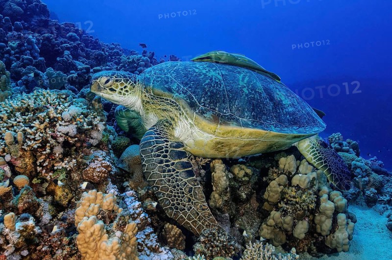 Underwater photo of a large specimen of green turtle (Chelonia mydas) Green turtle lying on reef-building corals Coral block of stony corals (Scleractinia) in coral reef, ship's crustacean (Echeneis neucratoides) attached to turtle shell, Red Sea, Marsa Alam, Egypt, Africa
