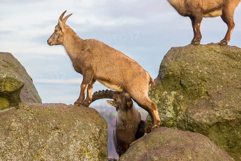 Two ibex (Capra ibex), a male and a female, stand on a rock. The male shows some flehming and sniffs on the female