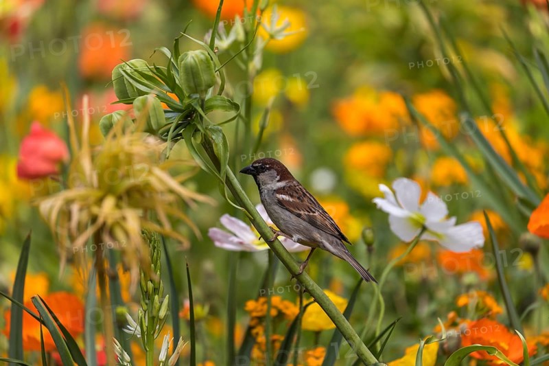 One male house sparrow (Passer domesticus) collecting insects in a flowering field of poppy (Papaver spec.) during breeding time