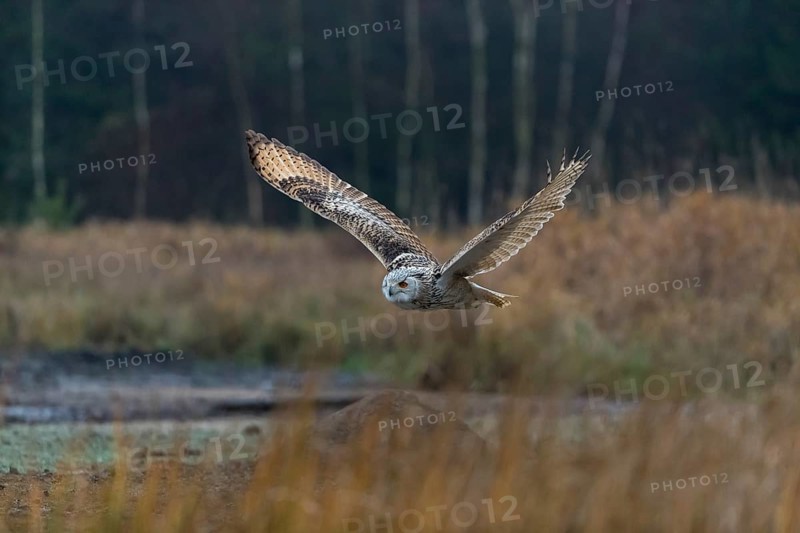 One Siberian Eagle Owl (Bubo bubo sibiricus) flying over tall reed grass lakeshore on an autumnal misty cold morning