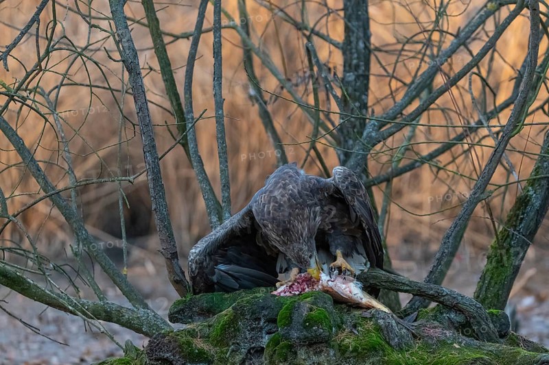 One white-tailed eagle (Haliaeetus albicilla) sitting on a small hammock feeding on a common carp. Fall foliage in late light in the background