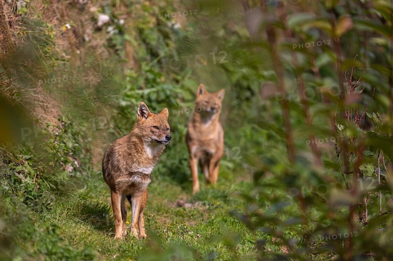 Two golden jackal (Canis aureus) walking through dense green vegetation
