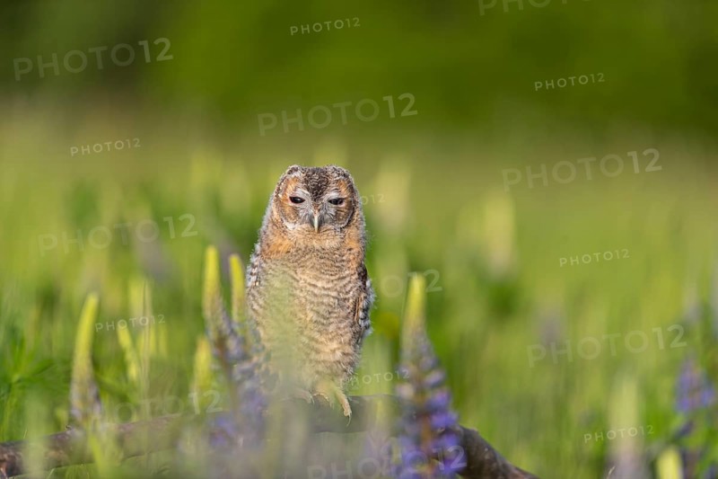 One young Ural owl (Strix uralensis) sitting on a branch lying in a field of flowering lupines in late evening light