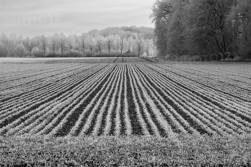 Black and white photo, field with graphic lines, hoarfrost, Husen, Dortmund, Ruhr area, North Rhine-Westphalia, Germany, Europe