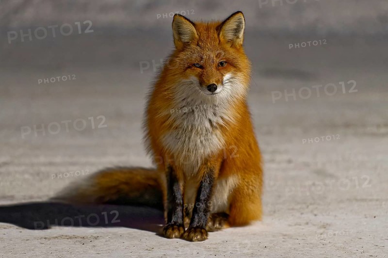 Red fox (Vulpes vulpes), winter, sitting in the snow, front view, detail, evening light, Yukon Territory, Canada, North America