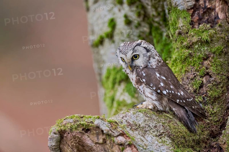 Great Horned Owl (Aegolius funereus) Bavaria, Germany, Europe