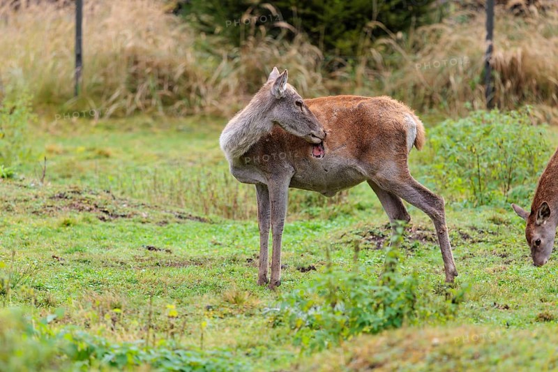 A severely injured red deer hind (Cervus elaphus) licks the large wounds on her chest