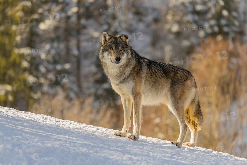 An adult male grey wolf (Canis lupus lupus) stands on a sloping, snow-covered meadow at the edge of a forest on a cold, sunny day