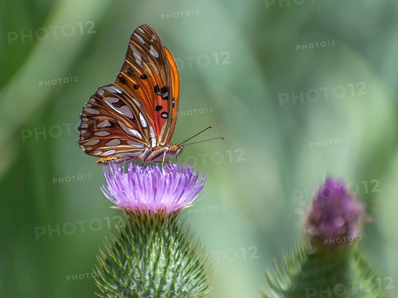 Butterfly of the species Gulf fritillary (or Dione vanillae) on a thistle, Buenos Aires, Argentina, South America