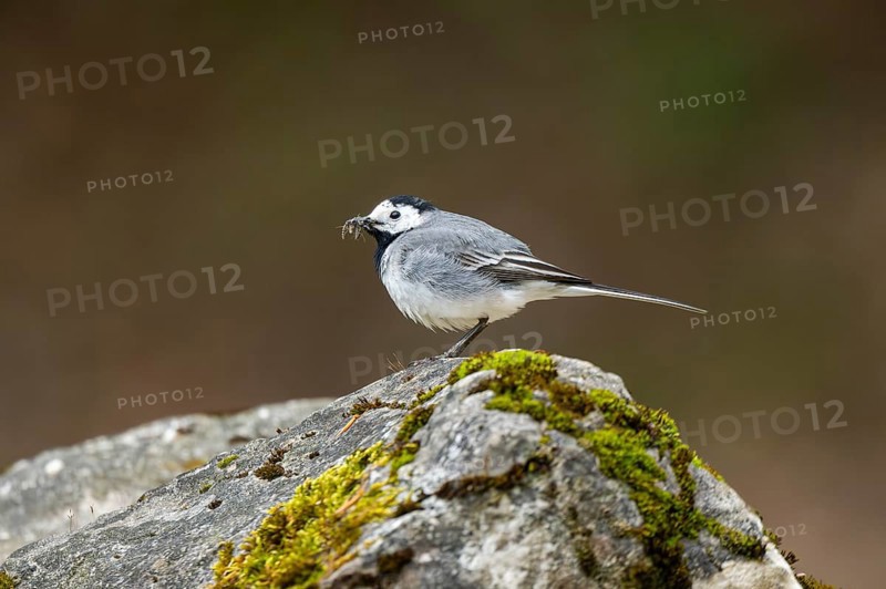 White wagtail (Motacilla alba) sitting on a rock, Bavaria, Germany, Europe