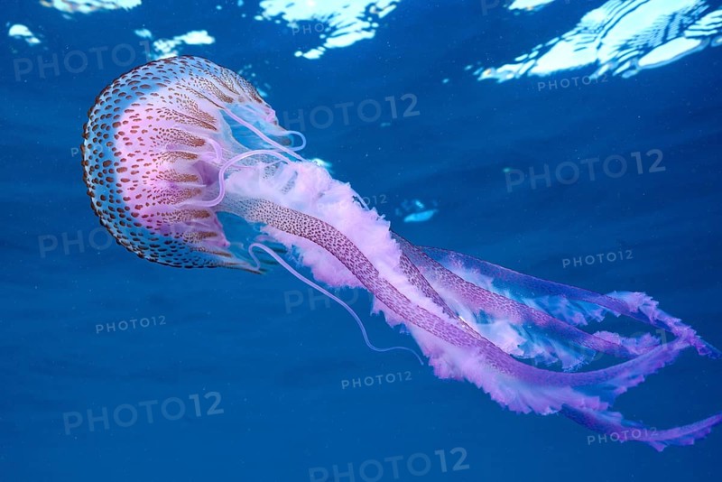 Luminous jellyfish (Pelagia noctiluca) with long, flowing tentacles in blue water, dive site Cap de Creus Marine Protected Area, Rosas, Costa Brava, Spain, Mediterranean Sea, Europe