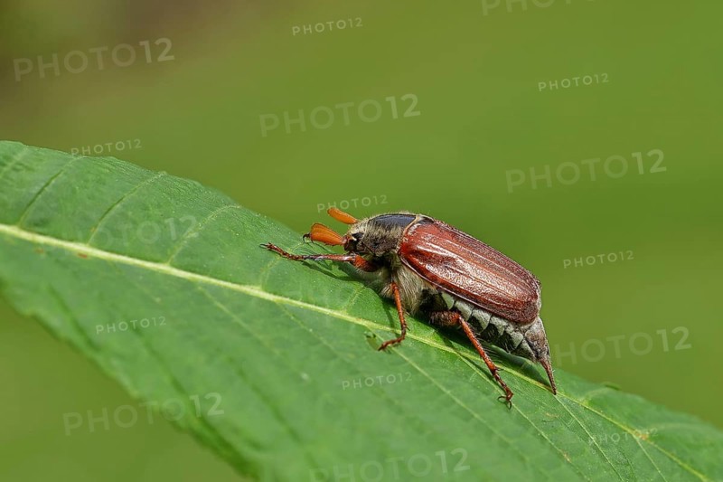 Wood cockchafer (Melolontha hippocastani), male, on leaf of a horse chestnut (Aesculus hippocastanum), close-up, Wilnsdorf, North Rhine-Westphalia, Germany, Europe