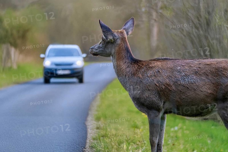Symbolic image Danger due to deer crossing: A deer stands on a country road with an approaching car (Composing)