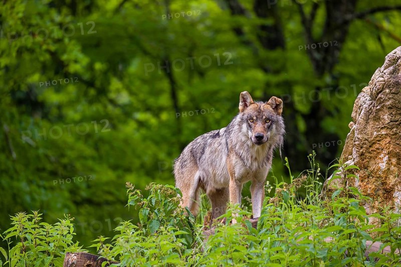 A eurasian gray wolf (Canis lupus lupus) stands on a grassy hill with a green forest in the background