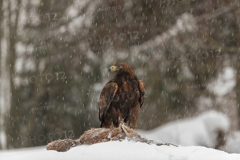 One golden eagle (Aquila chrysaetos) sitting on a carcass of a red fox on a snowy meadow during snowfall. A forest in the background