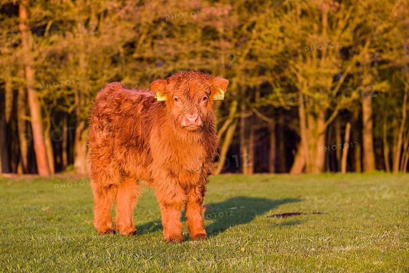 One Highland calf (Bos primigenius) taurus) stands on a meadow