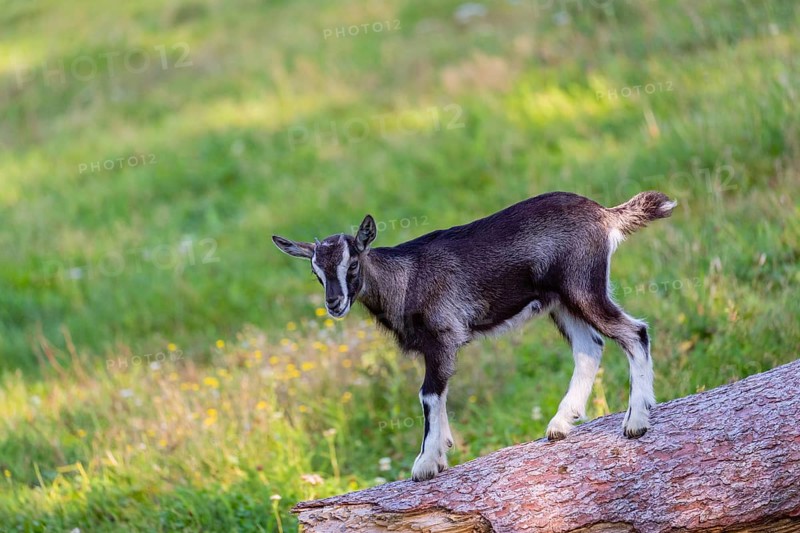 One Tauernschecke goatling, Capra aegagrus hircus, standing on a tree trunk lying on meadow